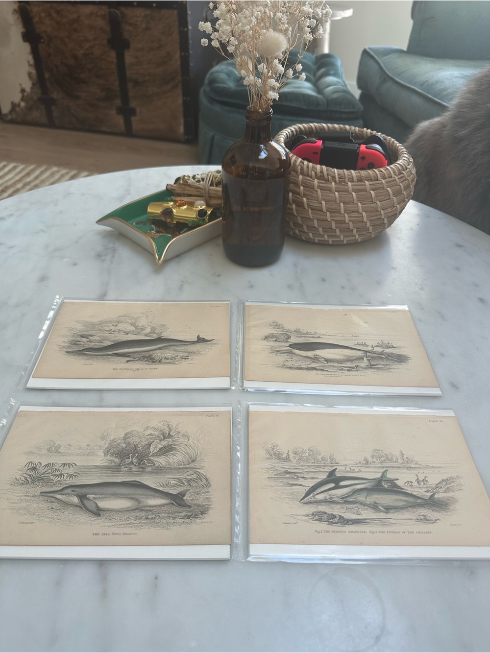 1800s Jardine’s The Naturalist’s Library Chromolithographs Rare Dolphins